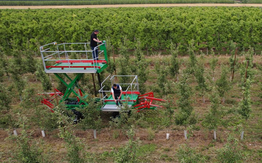 Fruit harvesting