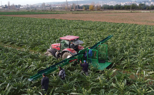 Vegetable harvesting